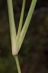 Saltmarsh fingergrass